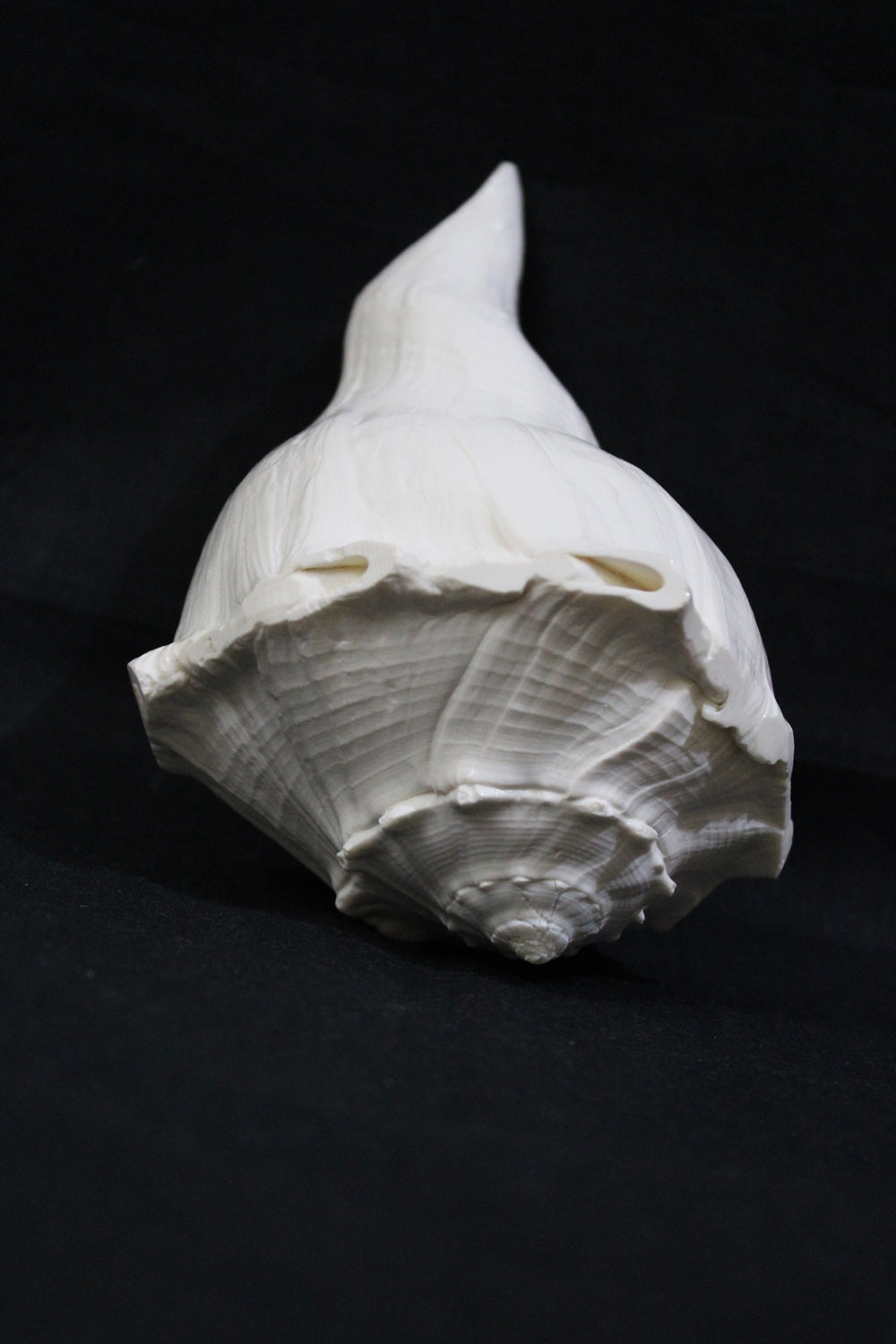 Dakshinavarti Shankh (valampuri shankh) - himalaya rudraksha anusandhan kendra