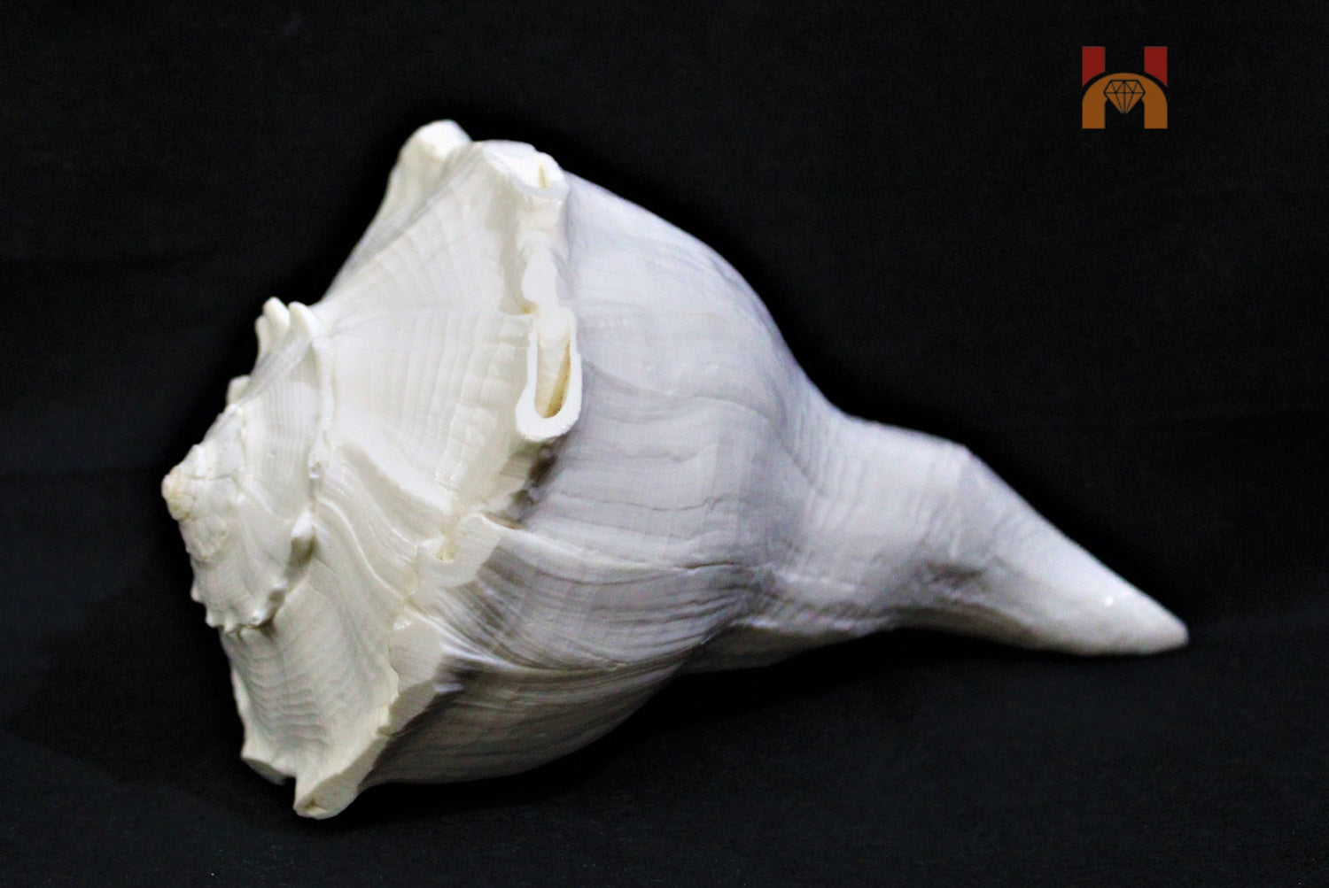 Dakshinavarti Shankh (valampuri shankh) - himalaya rudraksha anusandhan kendra