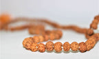 Natural 7 Mukhi/Face Rudraksh Mala - himalaya rudraksha anusandhan kendra