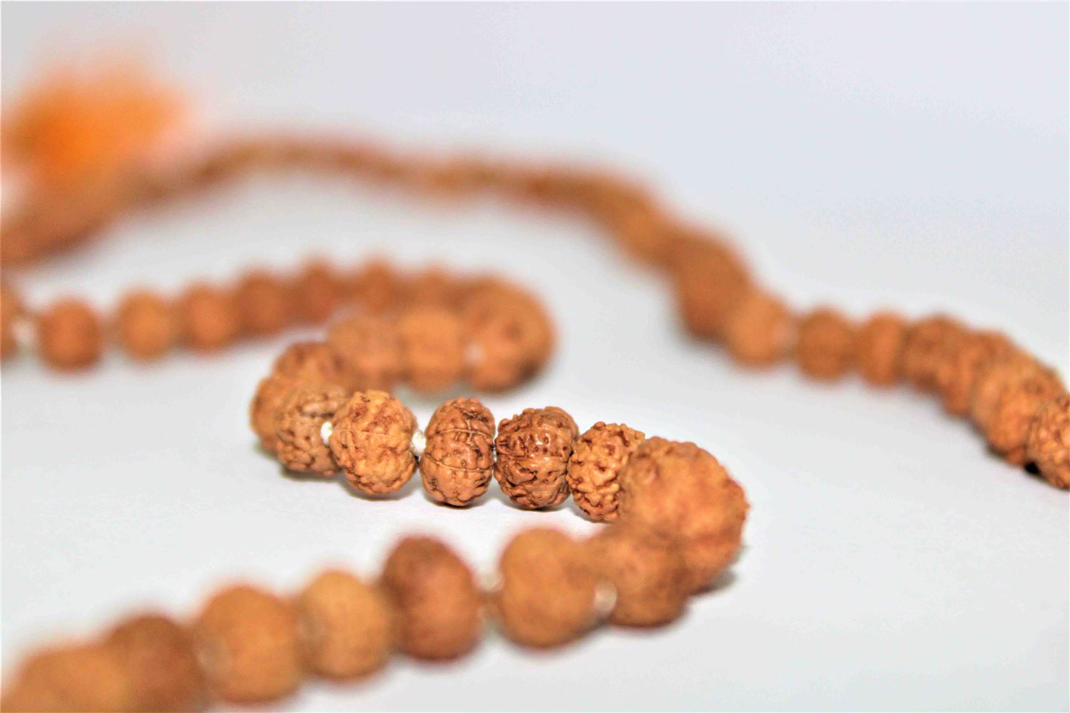 Natural 7 Mukhi/Face Rudraksh Mala - himalaya rudraksha anusandhan kendra