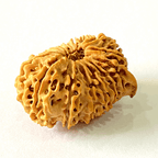 Antique 16 Mukhi with Ganesh Rudraksha (Nepal Origin - 29.29 MM) - Himalaya Rudraksha Anusandhan Kendra