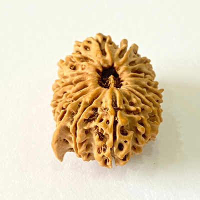 Antique 16 Mukhi with Ganesh Rudraksha (Nepal Origin - 29.29 MM) - Himalaya Rudraksha Anusandhan Kendra