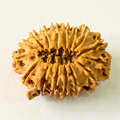 Antique 16 Mukhi with Ganesh Rudraksha (Nepal Origin - 29.29 MM) - Himalaya Rudraksha Anusandhan Kendra