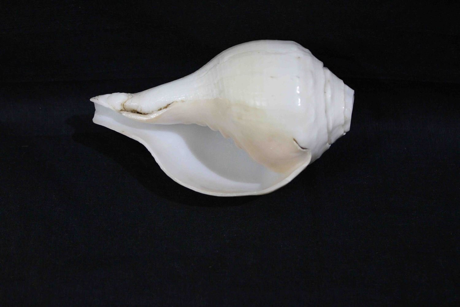 Blowing Shankh - Himalaya Rudraksha Anusandhan Kendra