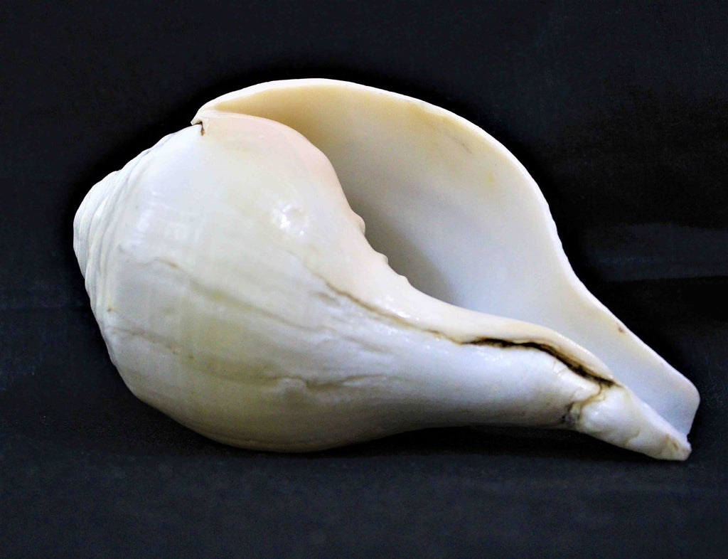 Blowing Shankh - Himalaya Rudraksha Anusandhan Kendra