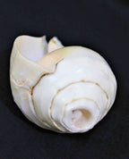 Blowing Shankh - Himalaya Rudraksha Anusandhan Kendra