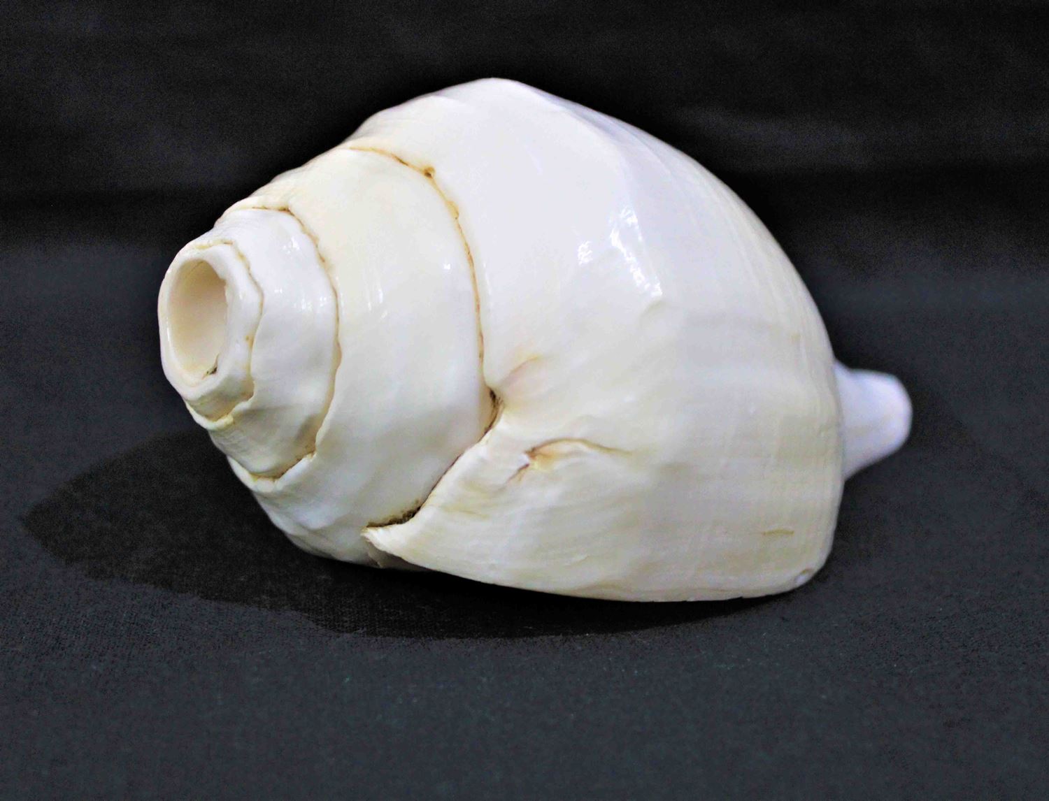 Blowing Shankh - Himalaya Rudraksha Anusandhan Kendra