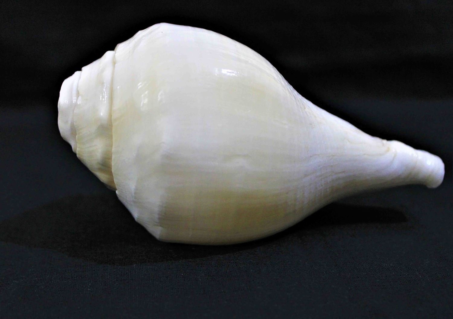 Blowing Shankh - Himalaya Rudraksha Anusandhan Kendra