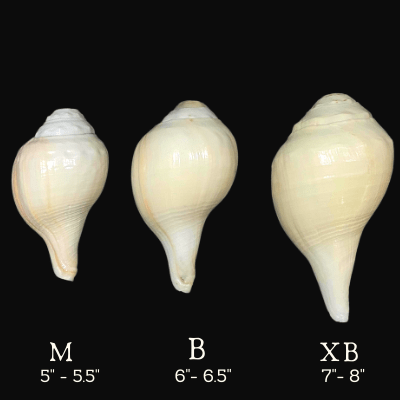 Blowing Shankh - Himalaya Rudraksha Anusandhan Kendra