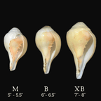 Blowing Shankh - Himalaya Rudraksha Anusandhan Kendra