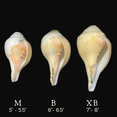 Blowing Shankh - Himalaya Rudraksha Anusandhan Kendra