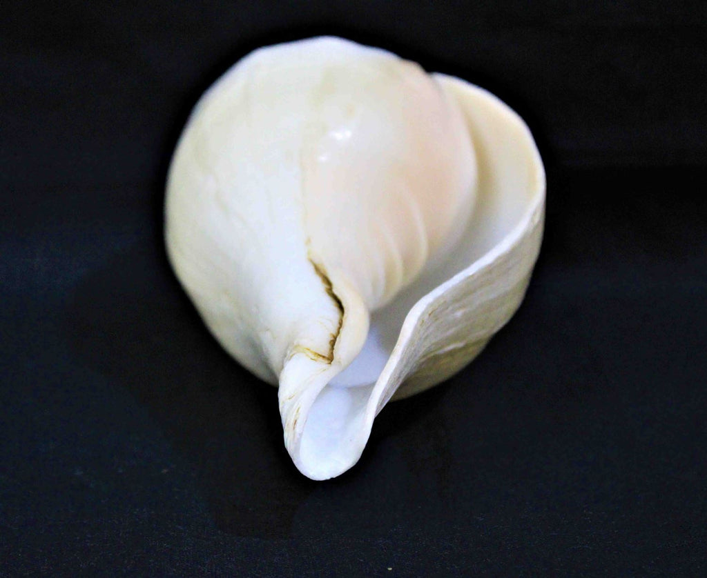 Blowing Shankh - Himalaya Rudraksha Anusandhan Kendra