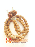 Divy Gaurishankar Rudraksha Mala - Himalaya Rudraksha Anusandhan Kendra