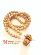 Divy Gaurishankar Rudraksha Mala - Himalaya Rudraksha Anusandhan Kendra
