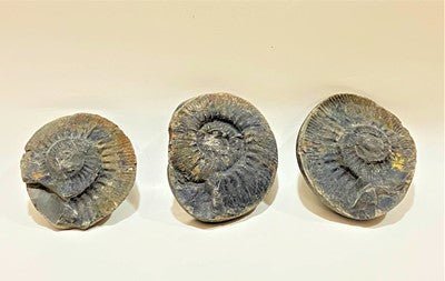 Divy Trishakti Shaligram (955 gm) - Himalaya Rudraksha Anusandhan Kendra