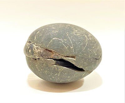 Divy Trishakti Shaligram (955 gm) - Himalaya Rudraksha Anusandhan Kendra