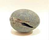 Divy Trishakti Shaligram (955 gm) - Himalaya Rudraksha Anusandhan Kendra