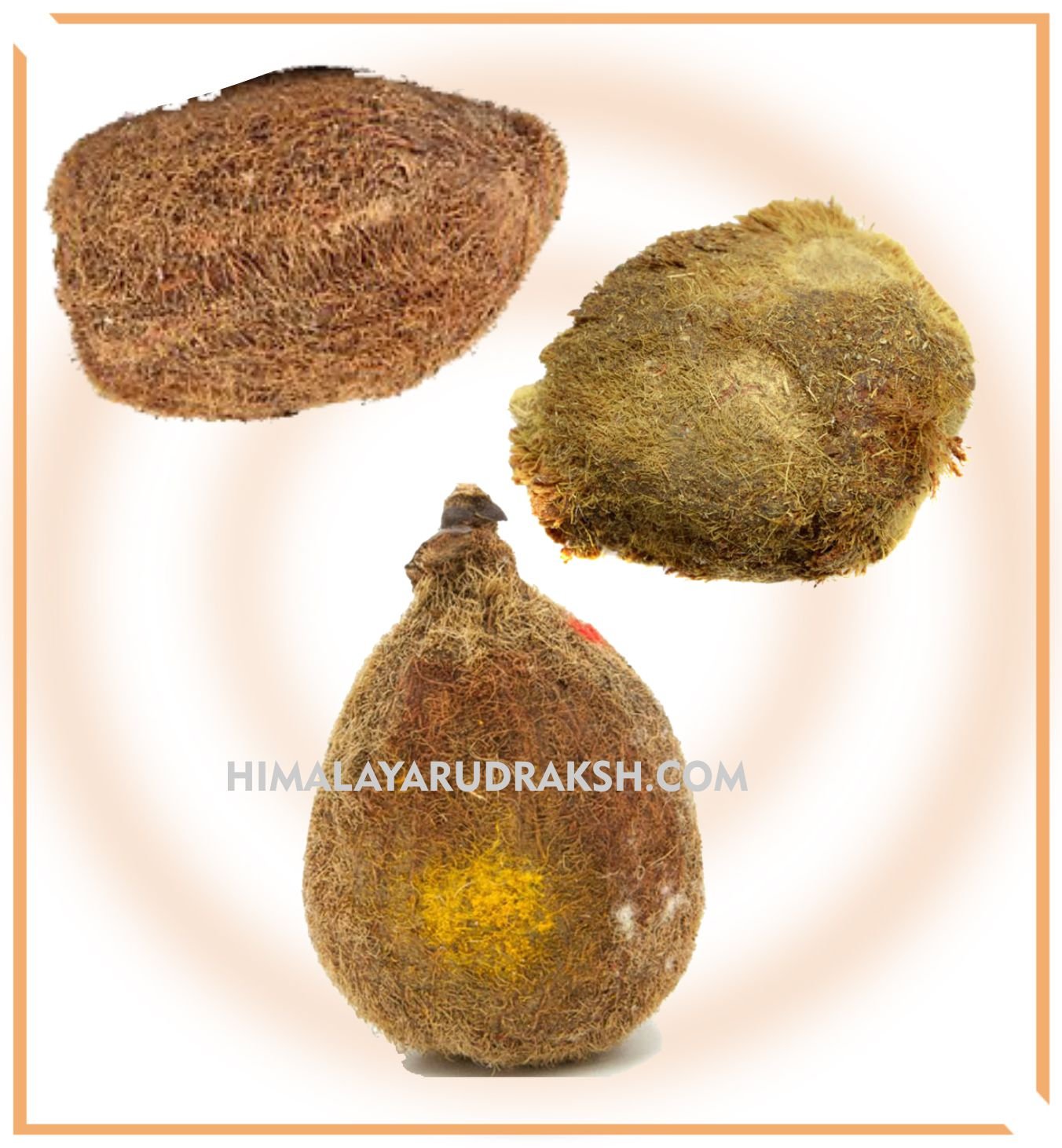 Ekakshi Nariyal & Laghu Nariyal - Himalaya Rudraksha Anusandhan Kendra