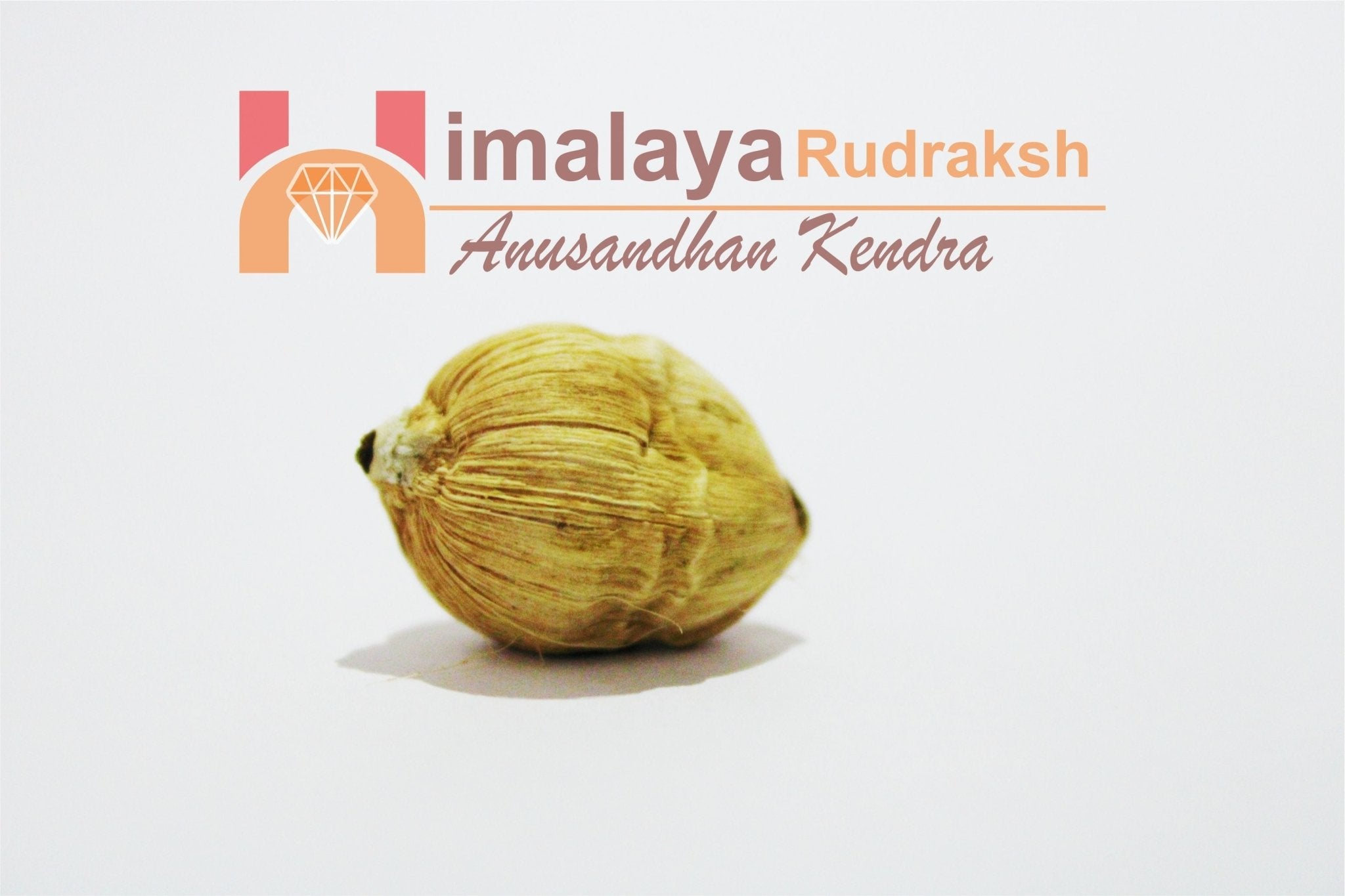 Ekakshi Nariyal & Laghu Nariyal - Himalaya Rudraksha Anusandhan Kendra