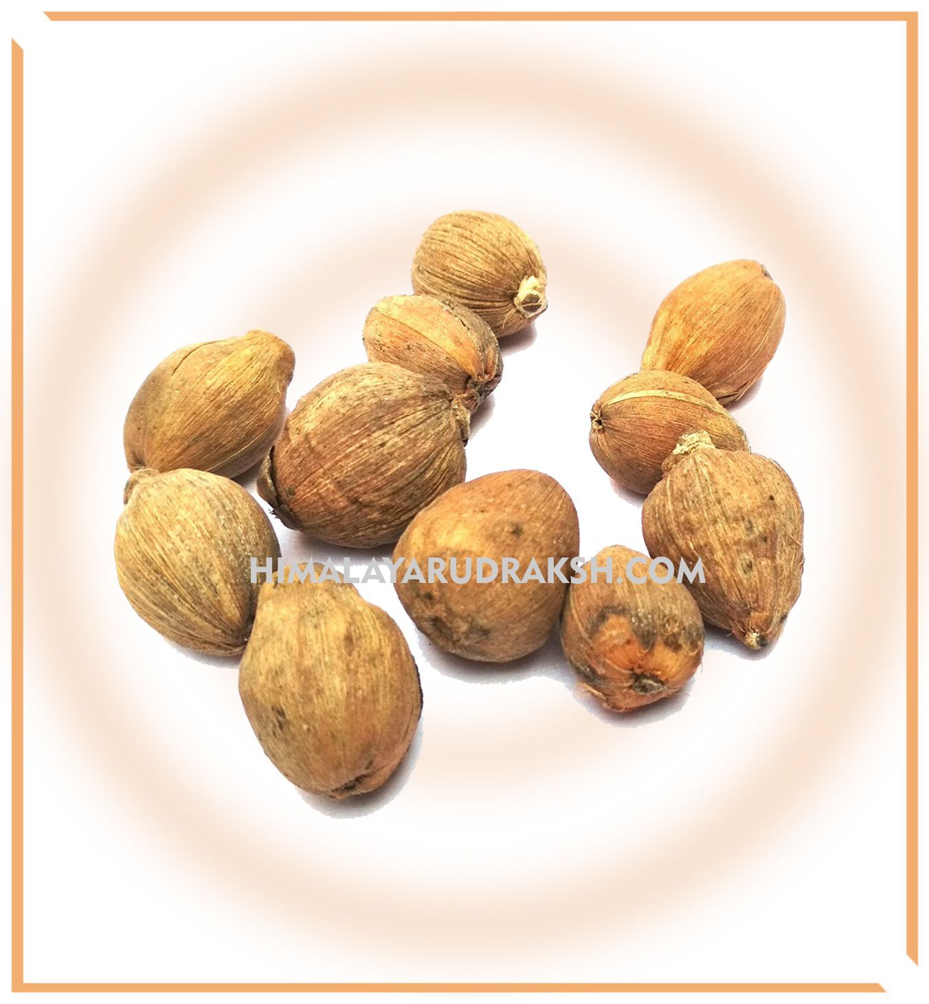 Ekakshi Nariyal & Laghu Nariyal - Himalaya Rudraksha Anusandhan Kendra