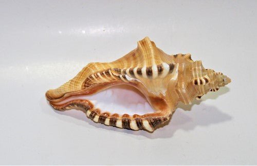 Ganesh Shankh - Himalaya Rudraksha Anusandhan Kendra