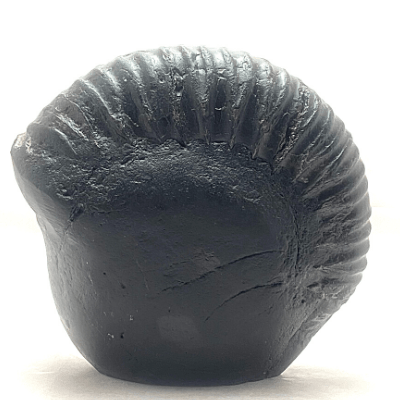 Ganesha Carved Shaligram - Himalaya Rudraksha Anusandhan Kendra