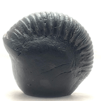 Ganesha Carved Shaligram - Himalaya Rudraksha Anusandhan Kendra