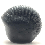 Ganesha Carved Shaligram - Himalaya Rudraksha Anusandhan Kendra