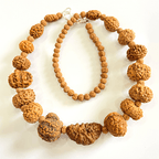 Indonesian 1 - 14 Mukhi Rudraksha Bracelet - Himalaya Rudraksha Anusandhan Kendra