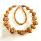 Indonesian 1 - 14 Mukhi Rudraksha Bracelet - Himalaya Rudraksha Anusandhan Kendra