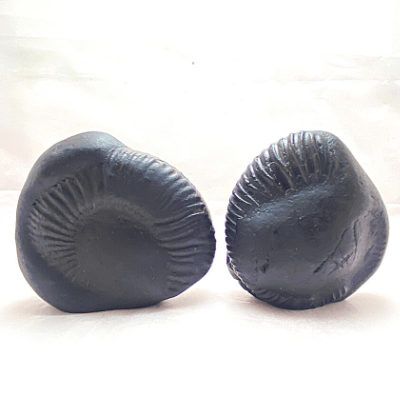 Lakshmi Ganesha Carved Shaligram - Himalaya Rudraksha Anusandhan Kendra