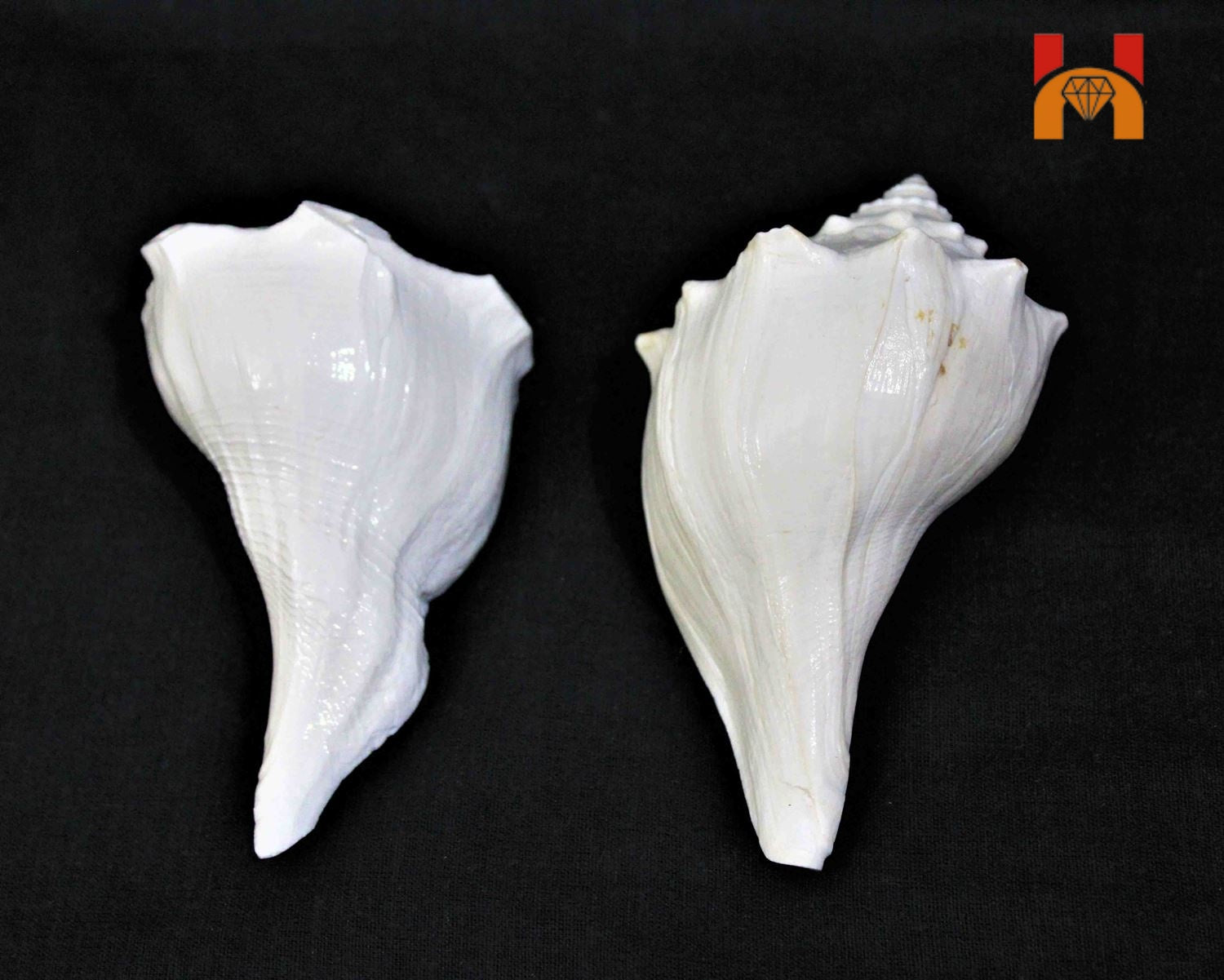 Lakshmi Narayan Shankh - Himalaya Rudraksha Anusandhan Kendra