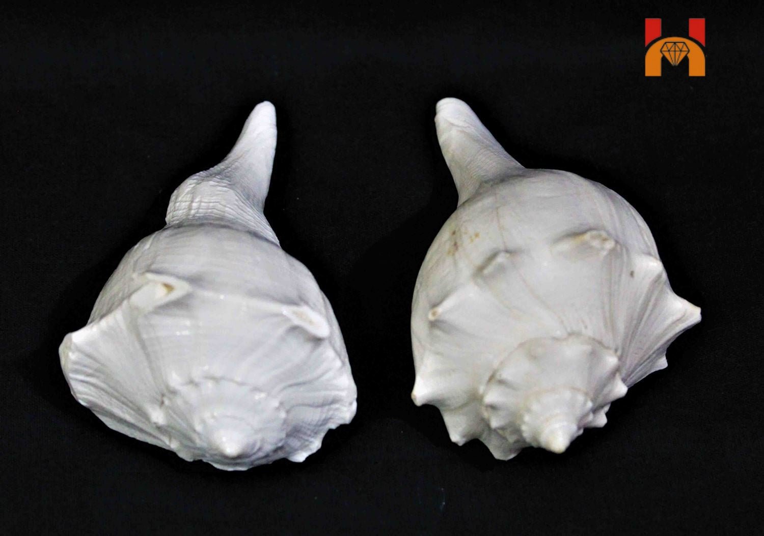 Lakshmi Narayan Shankh - Himalaya Rudraksha Anusandhan Kendra