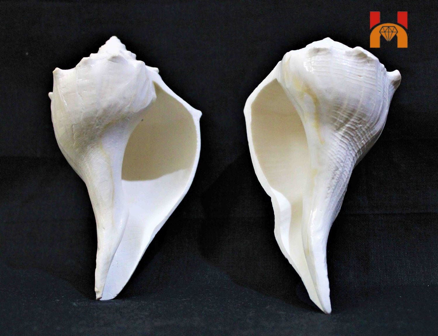 Lakshmi Narayan Shankh - Himalaya Rudraksha Anusandhan Kendra