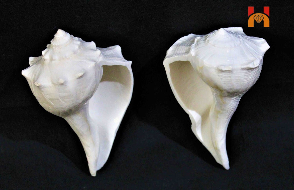 Lakshmi Narayan Shankh - Himalaya Rudraksha Anusandhan Kendra