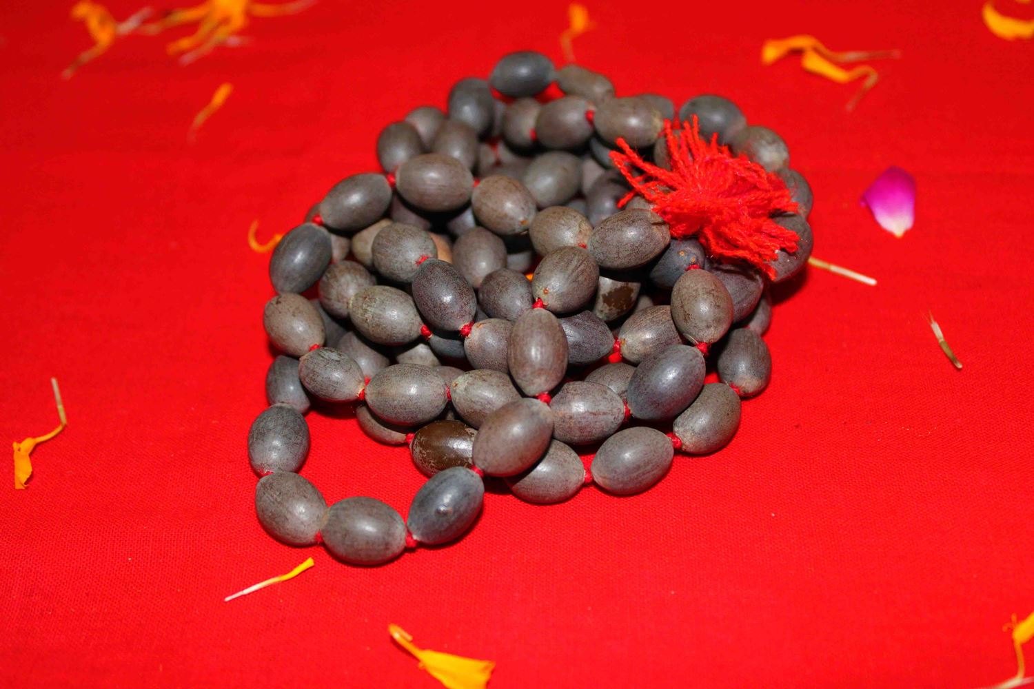 Lakshmi Poojan Collection - Himalaya Rudraksha Anusandhan Kendra