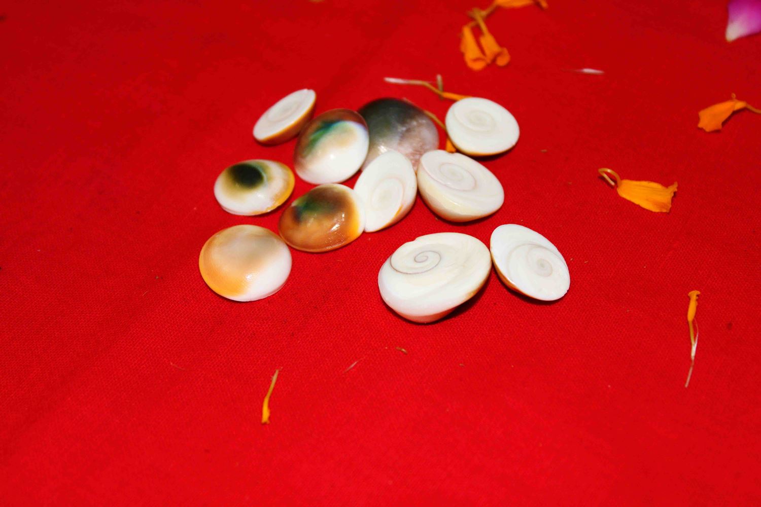 Lakshmi Poojan Collection - Himalaya Rudraksha Anusandhan Kendra