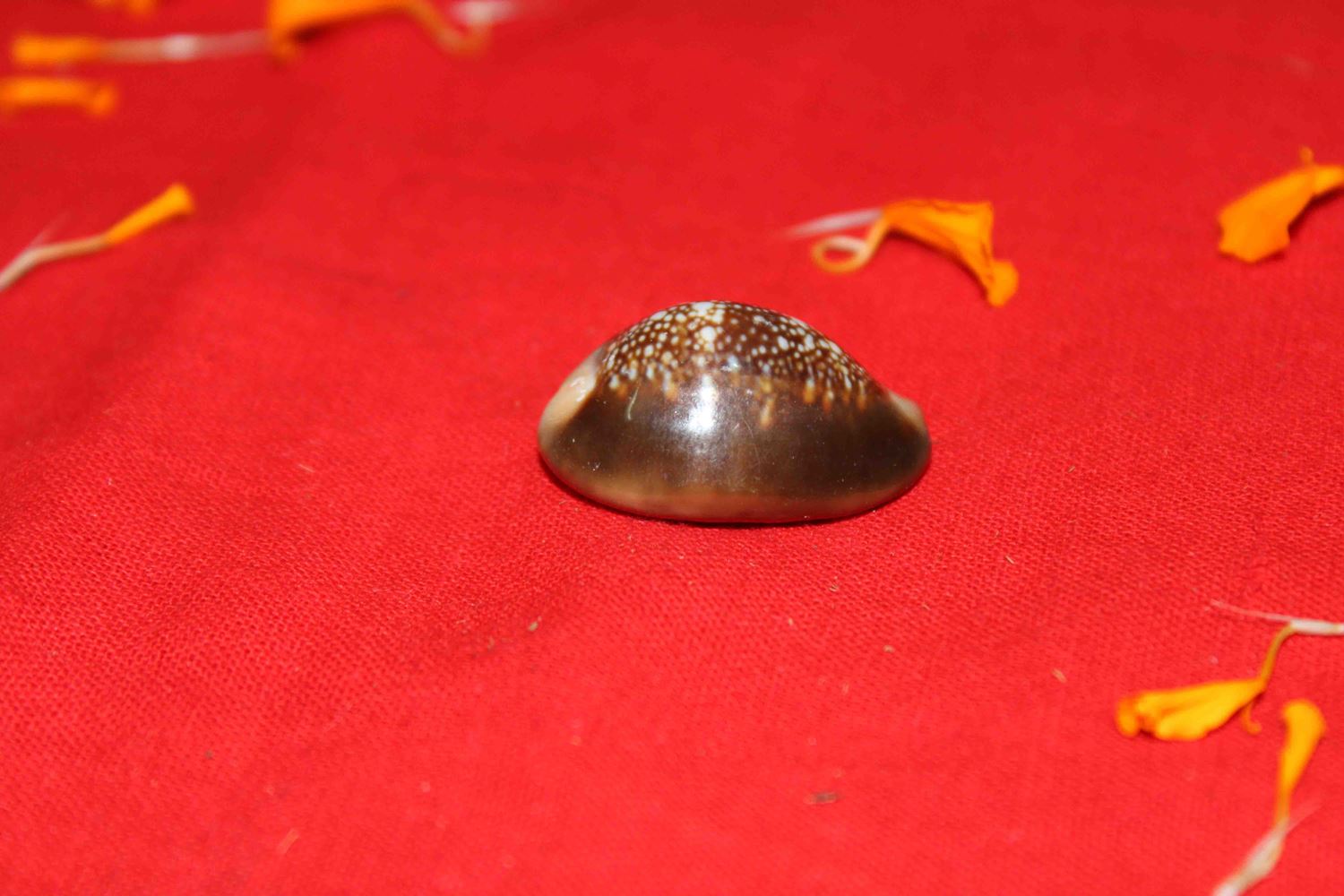 Lakshmi Poojan Collection - Himalaya Rudraksha Anusandhan Kendra