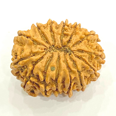 Natural 14 Mukhi Rudraksha (Nepal Origin- 23.00 mm apx) - Himalaya Rudraksha Anusandhan Kendra