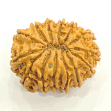 Natural 14 Mukhi/Face Rudraksha (Nepal Origin- 23.00 mm apx)