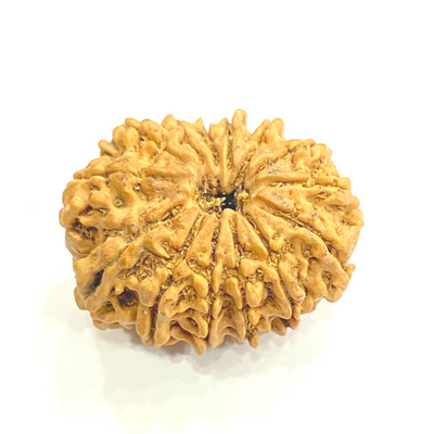 Natural 14 Mukhi Rudraksha (Nepal Origin- 23.00 mm apx) - Himalaya Rudraksha Anusandhan Kendra