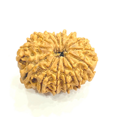 Natural 14 Mukhi/Face Rudraksha (Nepal Origin- 23.00 mm apx)