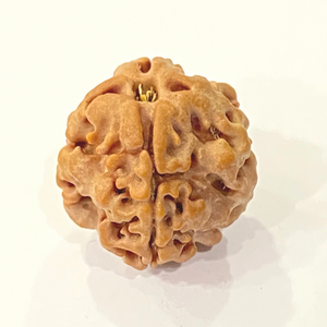 Natural 1 Mukhi Rudraksha (Nepal Origin)