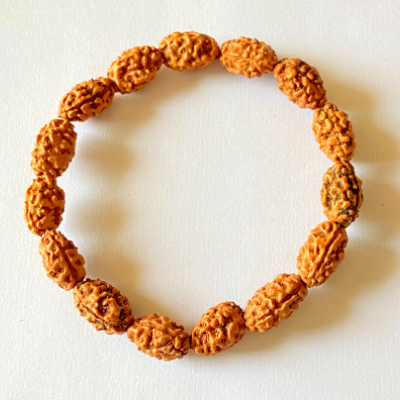2 mukhi rudraksha