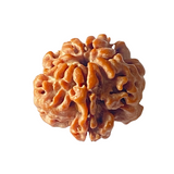 natural one face rudraksha