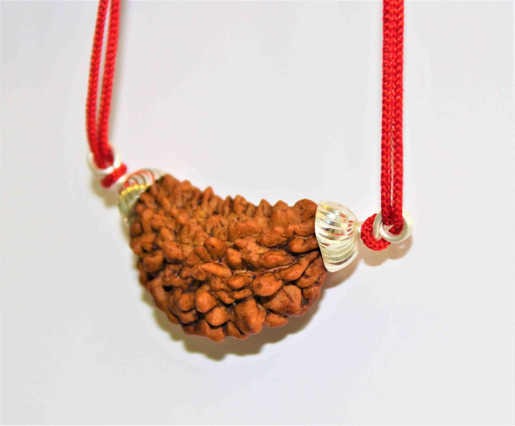 Natural 1 Face/Mukhi Rudraksha - Himalaya Rudraksha Anusandhan Kendra