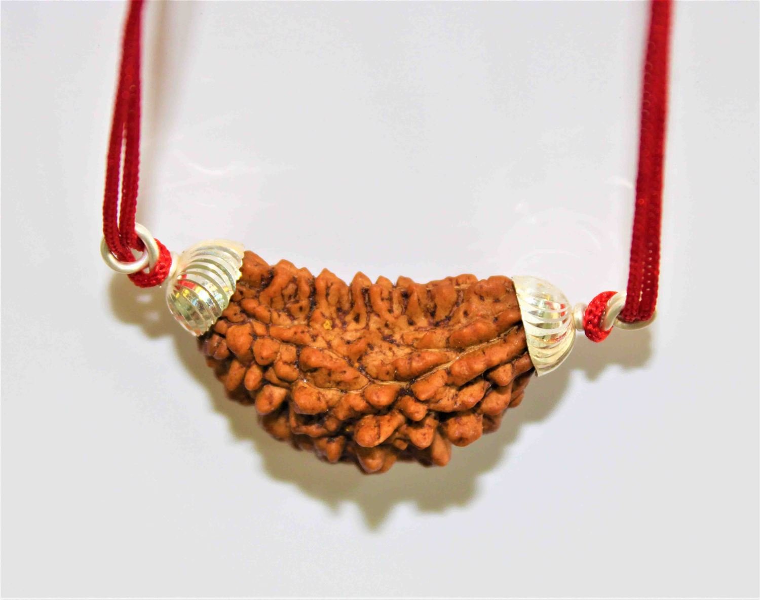 Natural 1 Face/Mukhi Rudraksha - Himalaya Rudraksha Anusandhan Kendra