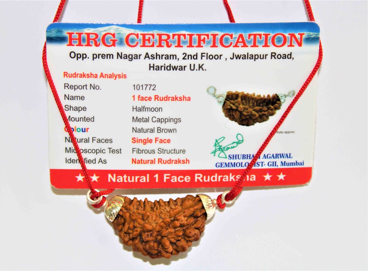 Natural 1 Face/Mukhi Rudraksha - Himalaya Rudraksha Anusandhan Kendra