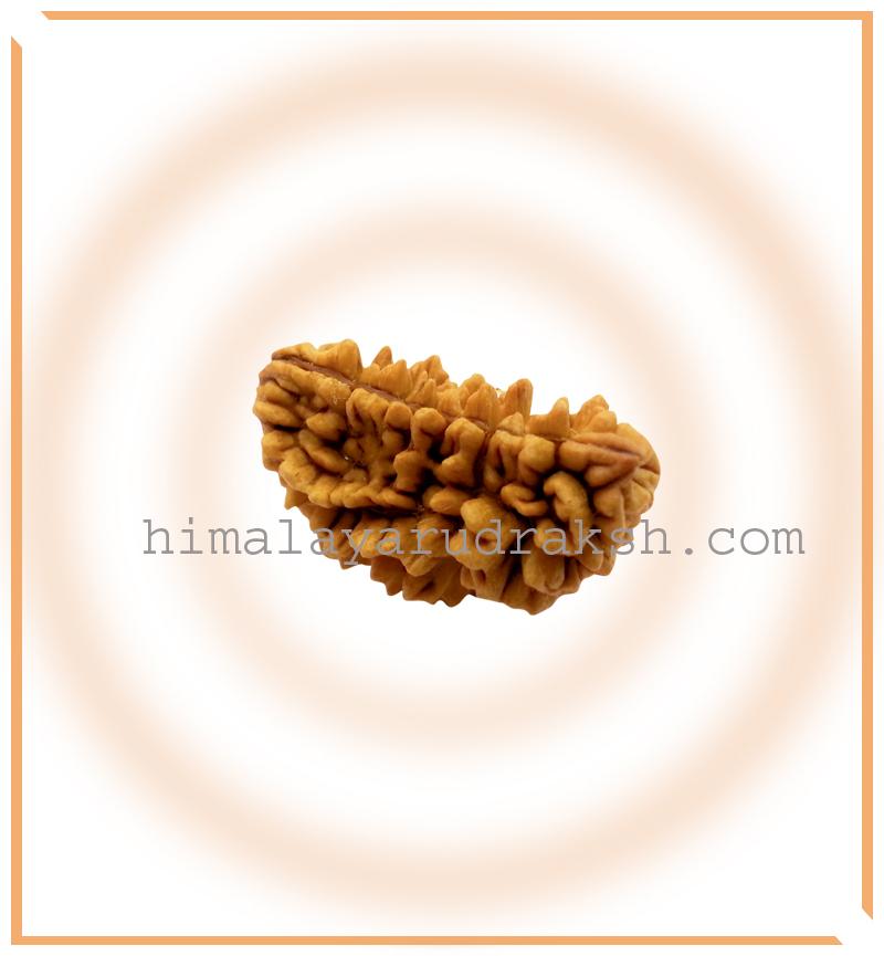 Natural 1 Mukhi Rudraksha (Collector Size) - Himalaya Rudraksha Anusandhan Kendra