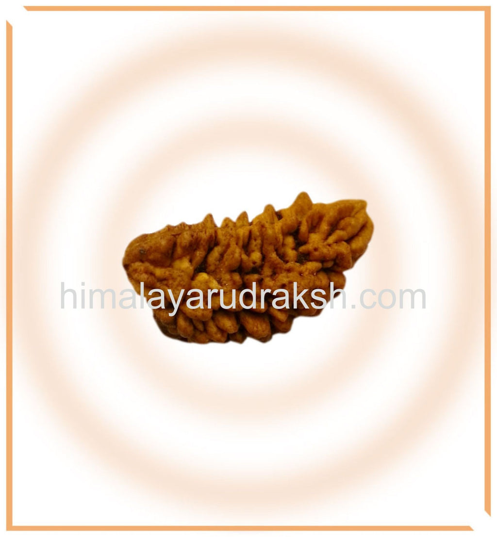 Natural 1 Mukhi Rudraksha (Collector Size) - Himalaya Rudraksha Anusandhan Kendra